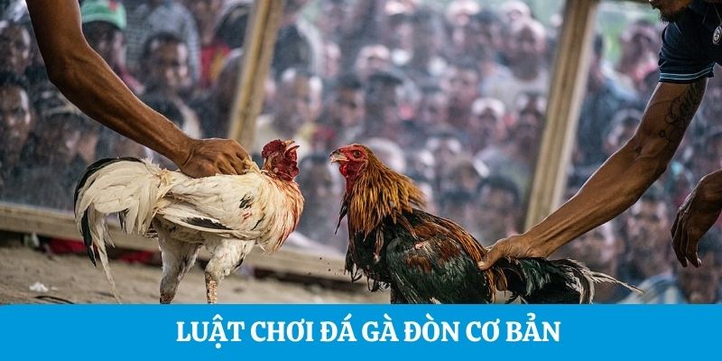 Luật chơi đá gà đòn cơ bản